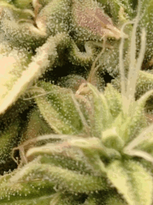 Grow 4 Day 80z.gif Grow 4 Day 80z.gif