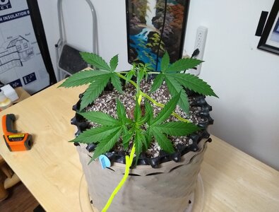 BBD Day 24 snapped main.jpg