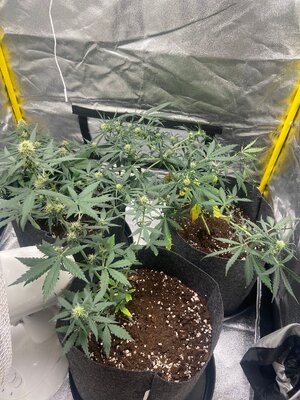 girls2.jpeg girls2.jpeg