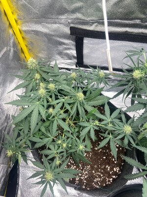 orion f1.jpeg orion f1.jpeg