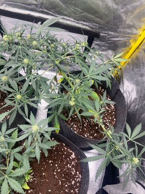 big mimosa.jpeg big mimosa.jpeg