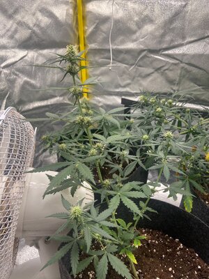 mimosa cut.jpeg mimosa cut.jpeg