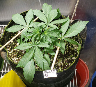 CL.1_day21.jpg CL.1_day21.jpg