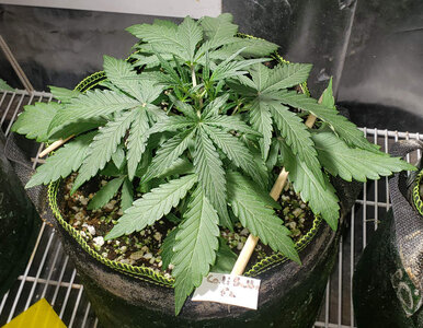 CB.1_day21.jpg CB.1_day21.jpg