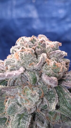 Mephisto's Grape Crinkleberry