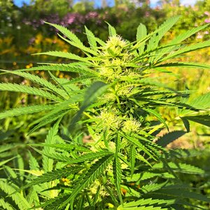 Lemongrass-fast.jpg Lemongrass-fast.jpg