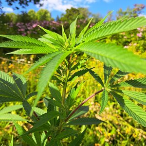 Sour Diesel.jpg Sour Diesel.jpg