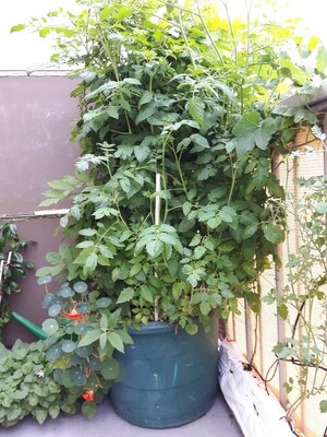 IMG_20230901_121148.jpg IMG_20230901_121148.jpg