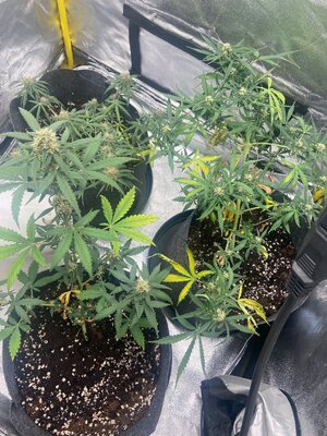 happy.jpeg happy.jpeg