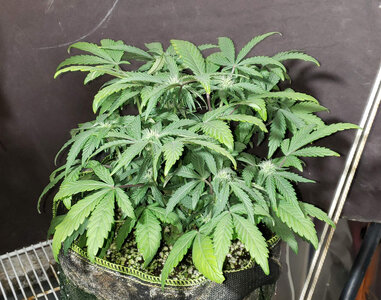 SB.1_day35.jpg SB.1_day35.jpg