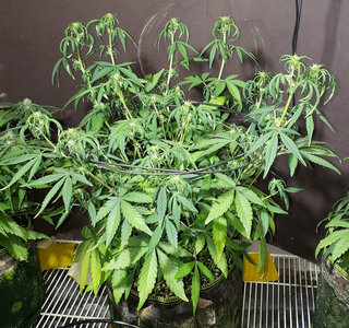 CL.1_day35.jpg CL.1_day35.jpg