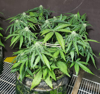 CB.1_day35.jpg CB.1_day35.jpg