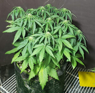 SF.1_day35.jpg SF.1_day35.jpg