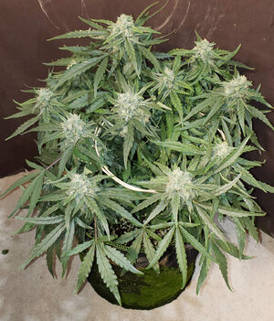 CB.1_day56.jpg CB.1_day56.jpg