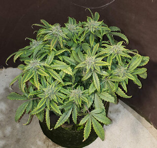 SB.1_day56.jpg SB.1_day56.jpg