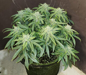 SF.1_day56.jpg SF.1_day56.jpg