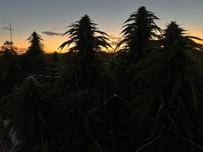 Harvest Updates (coming soon)