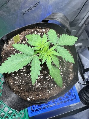 IMG_1883.jpeg IMG_1883.jpeg