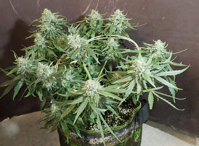 CB.1_day63.jpg CB.1_day63.jpg