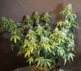 CL.1_day63.jpg CL.1_day63.jpg