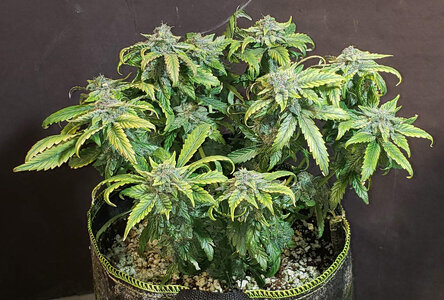 SB.1_day63.jpg SB.1_day63.jpg