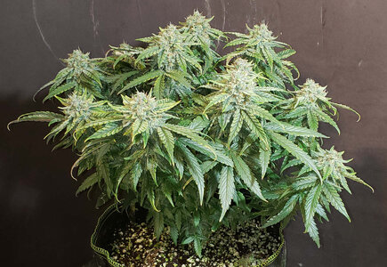 SF.1_day63.jpg SF.1_day63.jpg