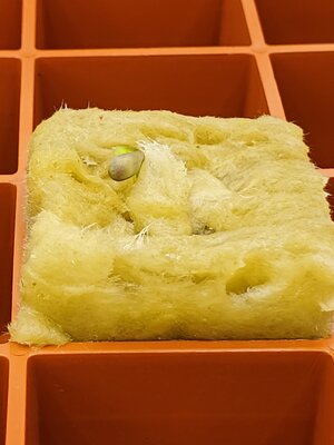 Strawberry Nuggets X Super Orange Haze by Mephisto in DWC