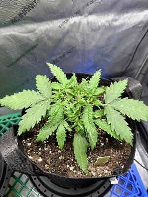 IMG_1890.jpeg IMG_1890.jpeg