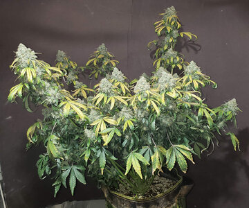 CL.1_day70.jpg CL.1_day70.jpg