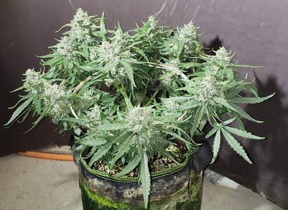 CB.1_day70.jpg CB.1_day70.jpg