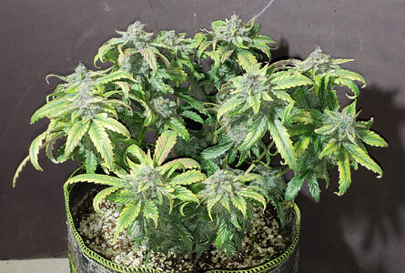 SB.1_day70.jpg SB.1_day70.jpg