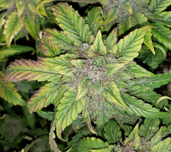 SB.1_day70_bud.jpg SB.1_day70_bud.jpg