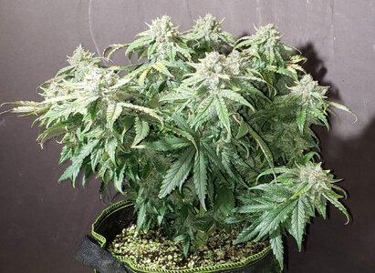 SF.1_day70.jpg SF.1_day70.jpg