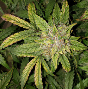 SF.1_day70_bud.jpg SF.1_day70_bud.jpg