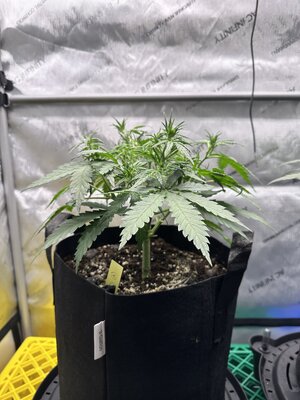 IMG_1930.jpeg IMG_1930.jpeg