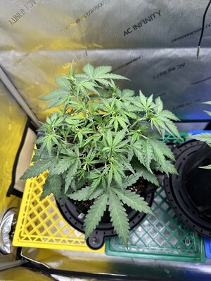 IMG_1929.jpeg IMG_1929.jpeg