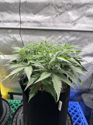 IMG_1932.jpeg IMG_1932.jpeg