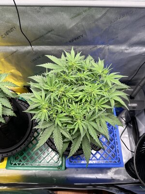 IMG_1931.jpeg IMG_1931.jpeg