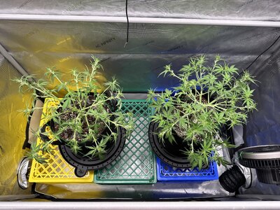 IMG_1937.jpeg IMG_1937.jpeg