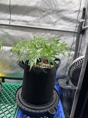 IMG_1936.jpeg IMG_1936.jpeg