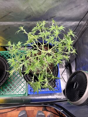 IMG_1935.jpeg IMG_1935.jpeg