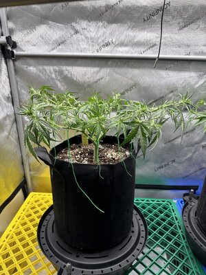 IMG_1934.jpeg IMG_1934.jpeg