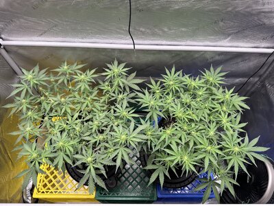 IMG_1943.jpeg IMG_1943.jpeg