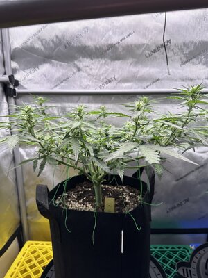 IMG_1945.jpeg IMG_1945.jpeg