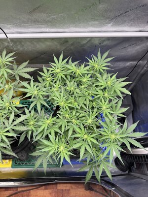 IMG_1946.jpeg IMG_1946.jpeg