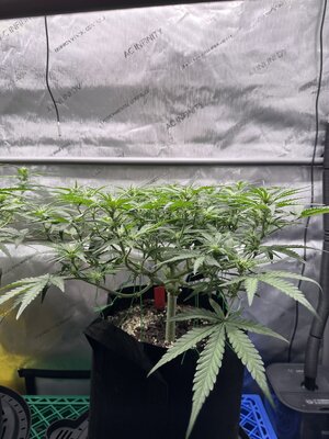 IMG_1947.jpeg IMG_1947.jpeg