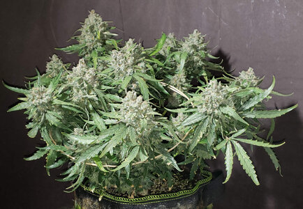 CB.1_day84.jpg CB.1_day84.jpg