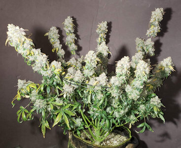 CL.1_day84.jpg CL.1_day84.jpg