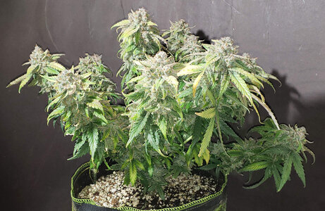 SF.1_day84.jpg SF.1_day84.jpg