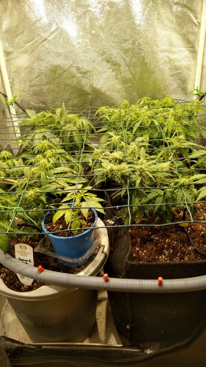 IMG_20231111_073524.jpg IMG_20231111_073524.jpg